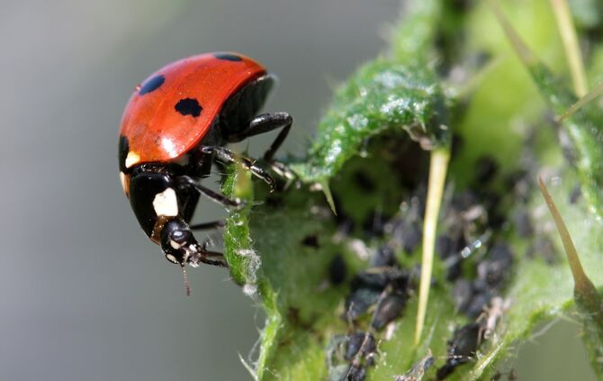 ladybug-1486347_1920