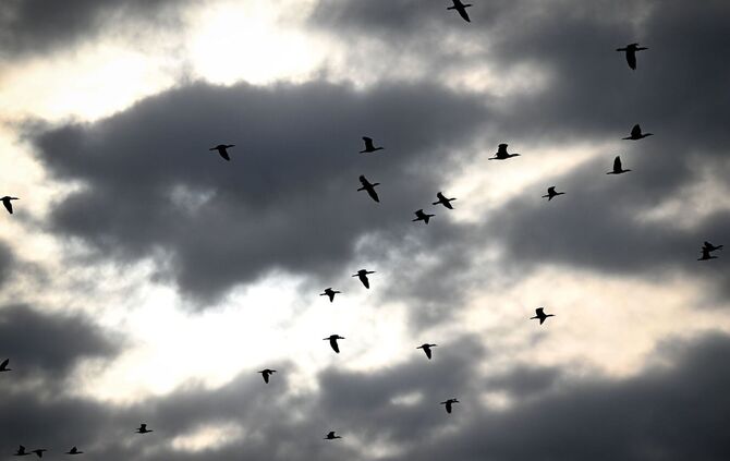 Kormorane am Bodensee