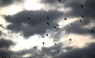 Kormorane am Bodensee