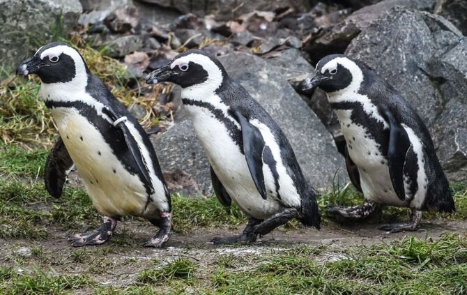 Das Sterben der Brillenpinguine