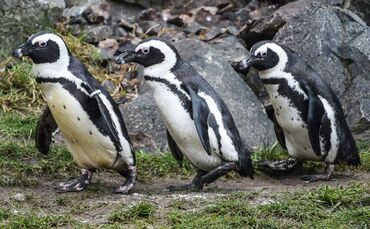 Das Sterben der Brillenpinguine