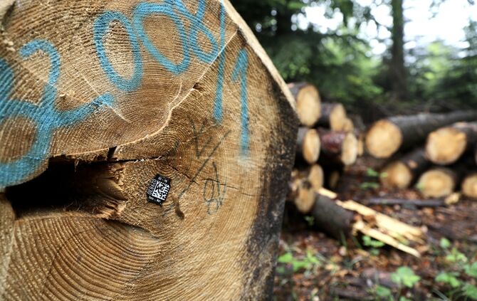 Holz Baumstämme Wald Forstwirtschaft symbol symbolbild symbolfoto