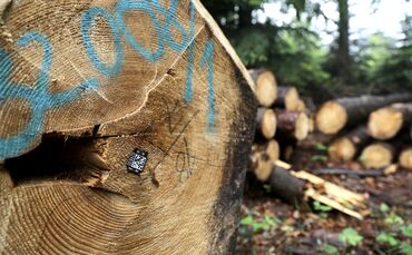 Holz Baumstämme Wald Forstwirtschaft symbol symbolbild symbolfoto