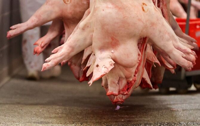 Schweinehälften im Schlachtbetrieb