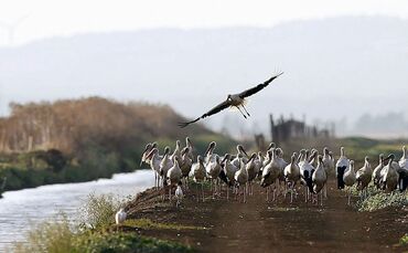Störche in spanischem Naturpark