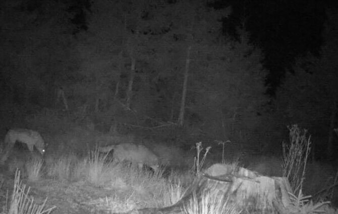 Zwei Wölfe gemeinsam auf einem Foto einer Wildkamera