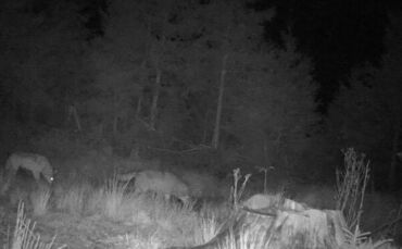 Zwei Wölfe gemeinsam auf einem Foto einer Wildkamera