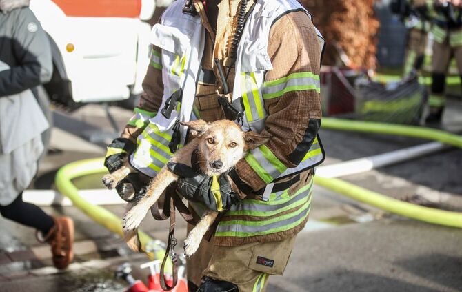 Feuerwehr rettet Hund bei Brand