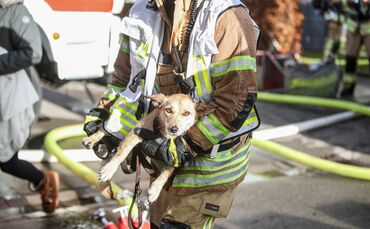 Feuerwehr rettet Hund bei Brand