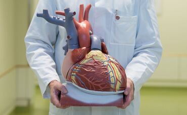 Herz-Kreislauf-Erkrankungen