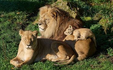 Berberlöwe Chalid gestorben