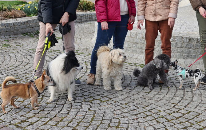 Hundefreunden des Stadtseniorenrates - 1