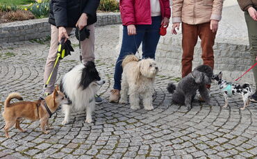 Hundefreunden des Stadtseniorenrates - 1