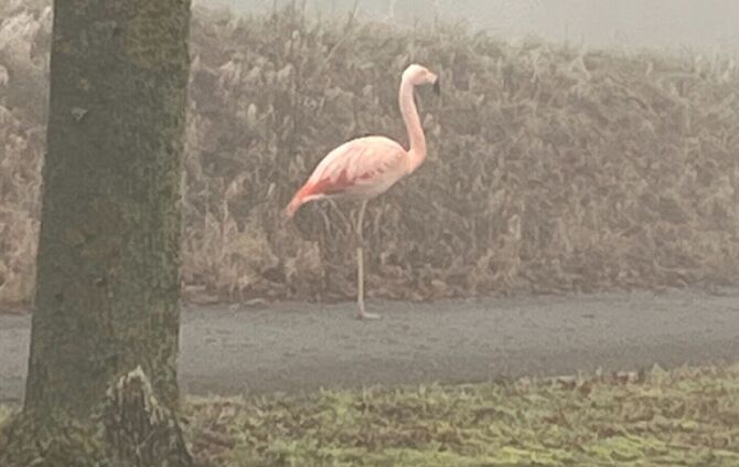 Wilder Flamingo bei Ulm