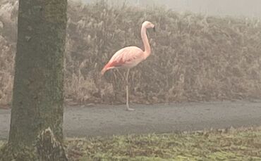 Wilder Flamingo bei Ulm