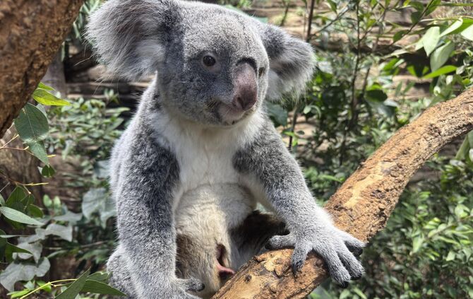 Wenn die Koala-Mutter frei sitzt, fällt der prall gefüllte Beutel, aus dem hin und wieder Körperteile des Jungtiers herausragen,