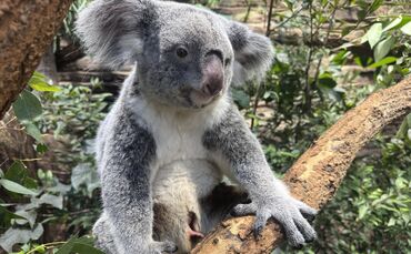 Wenn die Koala-Mutter frei sitzt, fällt der prall gefüllte Beutel, aus dem hin und wieder Körperteile des Jungtiers herausragen,