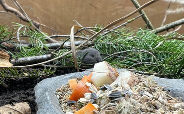 Bayerische Kurzohrmaus