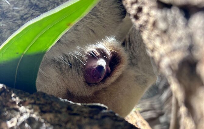 Koala-Jungtier im Beutel