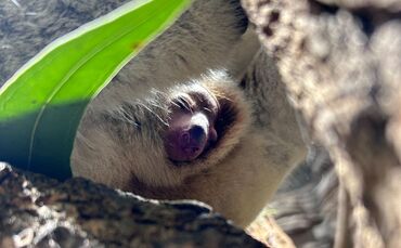 Koala-Jungtier im Beutel