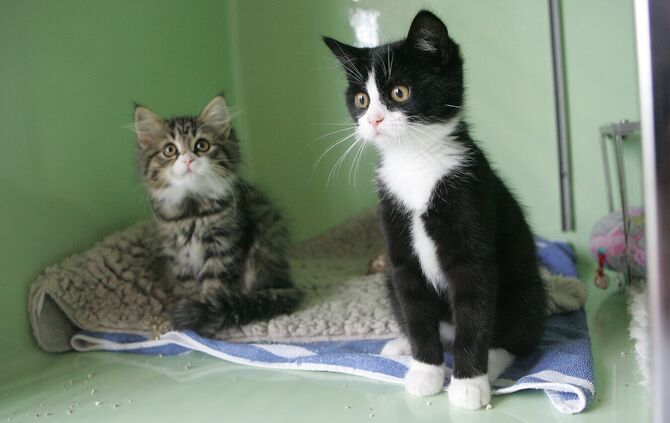 Katzen Tierauffangstation  Wieder viele Katzen zu vermitteln