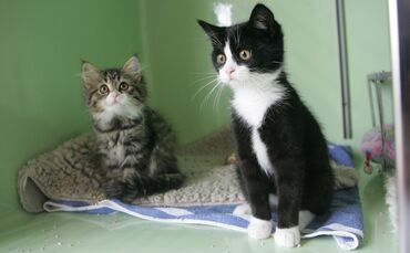 Katzen Tierauffangstation  Wieder viele Katzen zu vermitteln