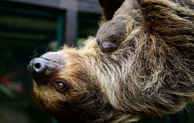 Nachwuchs bei den Faultieren im Vogelpark Walsrode