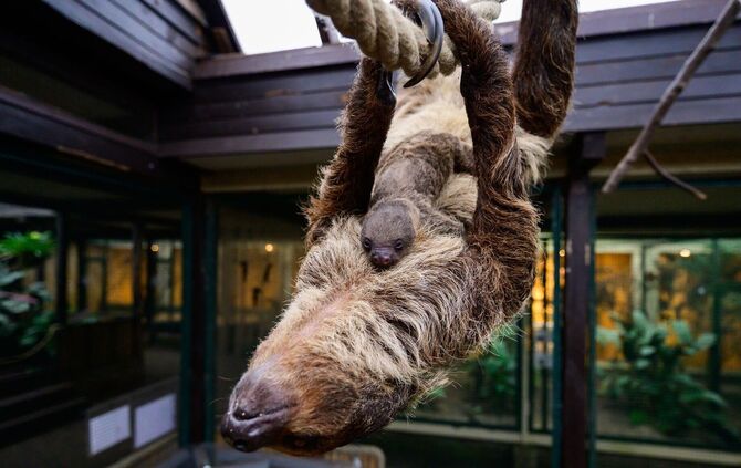 Nachwuchs bei den Faultieren im Vogelpark Walsrode