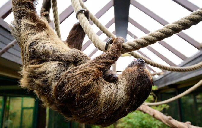 Nachwuchs bei den Faultieren im Vogelpark Walsrode