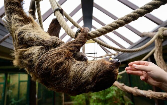Nachwuchs bei den Faultieren im Vogelpark Walsrode
