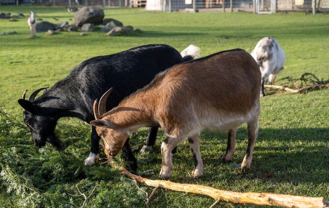 Verfahren gegen Tierpark wegen Verletzung in Streichelgehege
