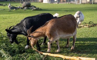Verfahren gegen Tierpark wegen Verletzung in Streichelgehege