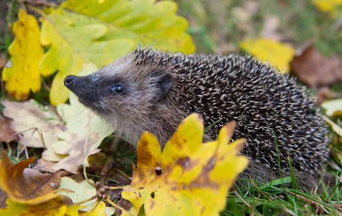 Erst sehr warm, nun eisig: Was bedeutet das für Winterschläfer?
