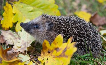 Erst sehr warm, nun eisig: Was bedeutet das für Winterschläfer?