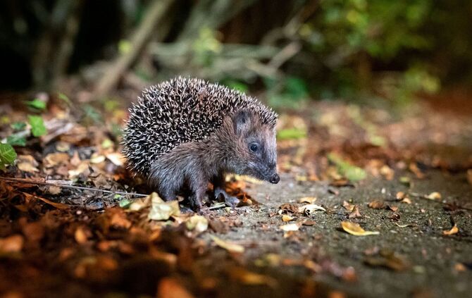 Erst sehr warm, nun eisig: Was bedeutet das für Winterschläfer?