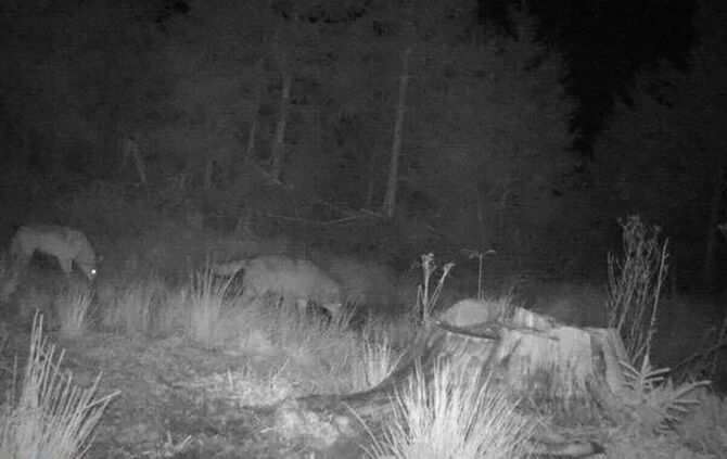 Zwei Wölfe gemeinsam auf einem Foto einer Wildkamera