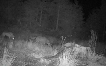 Zwei Wölfe gemeinsam auf einem Foto einer Wildkamera