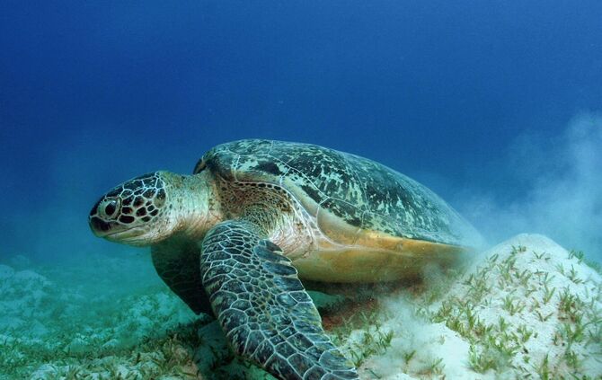 Grüne Meeresschildkröte