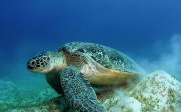 Grüne Meeresschildkröte