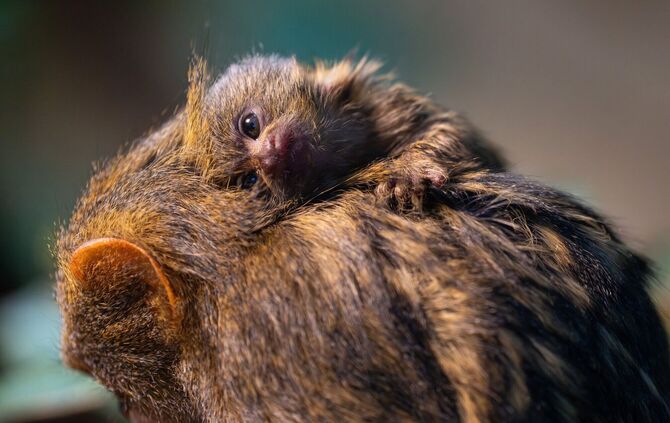 Zwergseidenäffchen-Nachwuchs in der Wilhelma