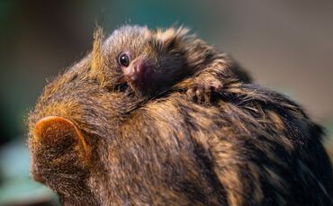 Zwergseidenäffchen-Nachwuchs in der Wilhelma