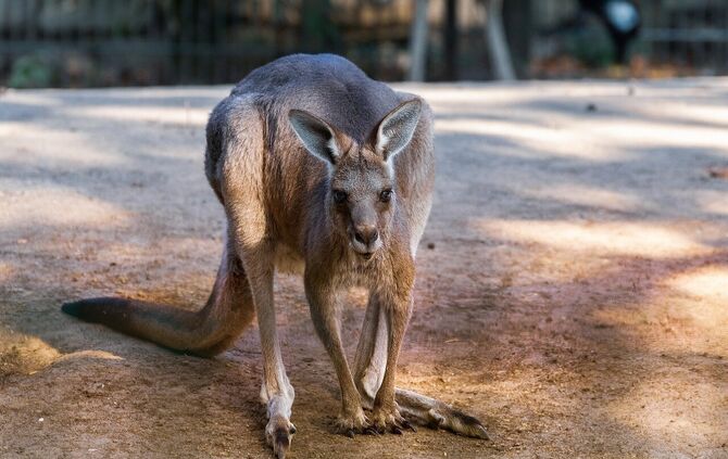giant-kangaroo-5721537_1280