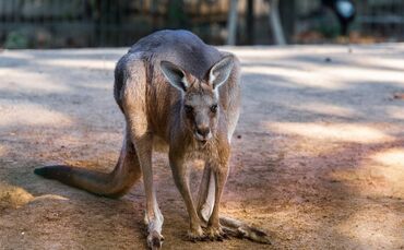 giant-kangaroo-5721537_1280