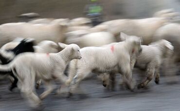 Schafherde mit Lämmern