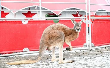 Känguru büxt aus Zirkus in Aalen aus