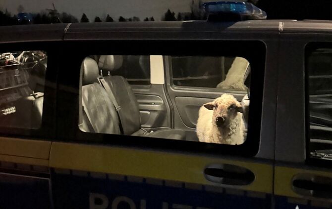 Polizei rettet Schaf auf Abwegen