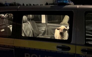 Polizei rettet Schaf auf Abwegen