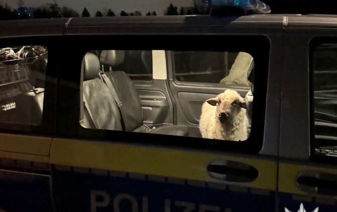 Polizei rettet Schaf auf Abwegen