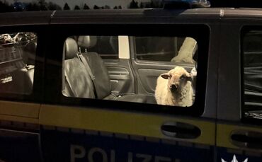 Polizei rettet Schaf auf Abwegen