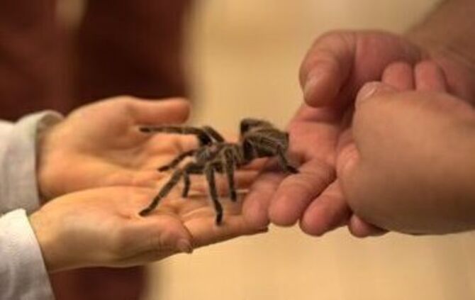 Spinnenausstellung - 1